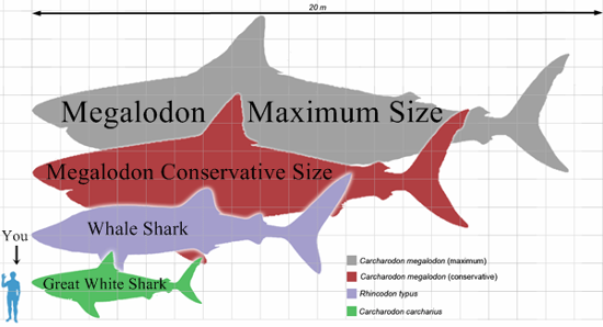carcharodon megalodon shark